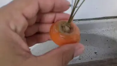 Photo of Como cultivar cenouras facilmente?