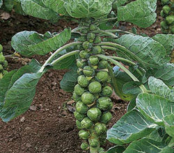 Photo of Como cultivar couves-de-bruxelas