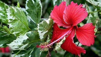 Photo of Como cultivar flores comestíveis de Hibisco no seu jardim