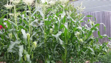 Photo of Como cultivar milho doce no jardim