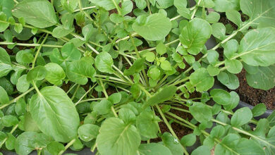 Photo of Como cultivar o agrião no seu jardim