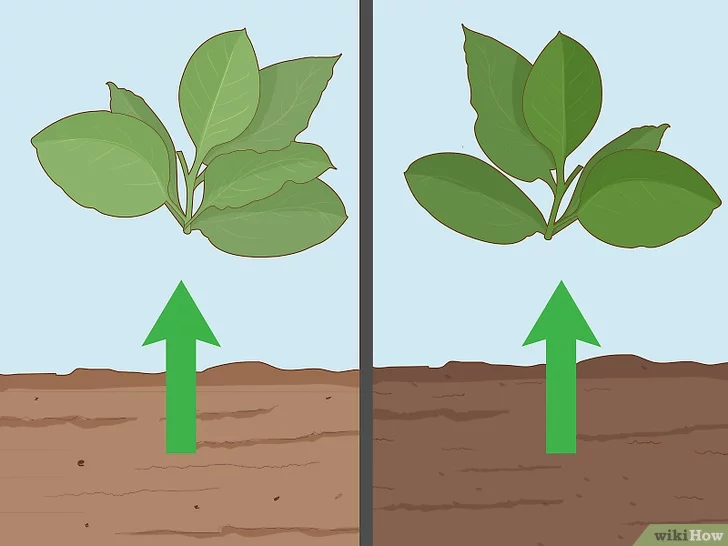 Photo of Como cultivar o seu próprio tabaco