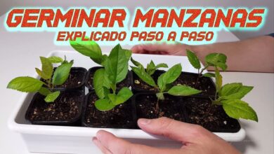 Photo of Como cultivar os frutos e fazê-los germinar