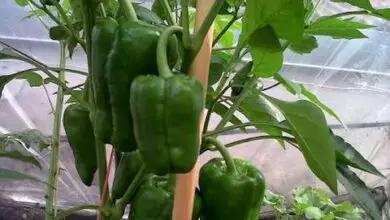 Photo of Como cultivar pimentos