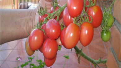 Photo of Como cultivar plantas de tomateiro penduradas de cabeça para baixo num vaso artesanal