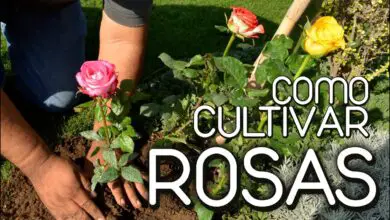 Photo of Como cultivar rosas