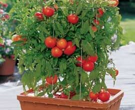 Photo of Como cultivar tomates em vasos e recipientes