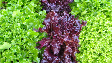 Photo of Como Cultivar um Jardim de Saladas da Semente à Mesa