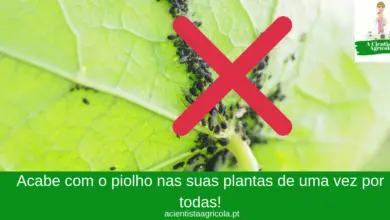 Photo of Como detectar e controlar afídeos nas suas plantas de jardim