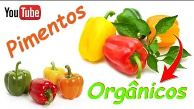 Photo of Como e quando fertilizar os pimentos