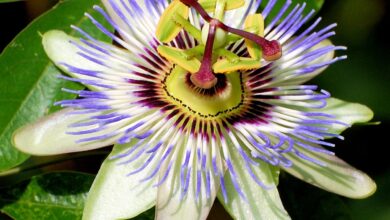 Photo of Como é que Passiflora edulis é cultivada em vasos?