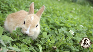 Photo of Como escolher o melhor repelente de coelhos para o seu jardim
