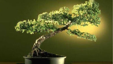 Photo of Como esculpir bonsai como o Sr. Miyagi…