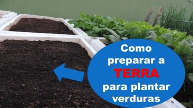 Photo of Como fazer a receita perfeita de terra para vaso em 5 etapas fáceis