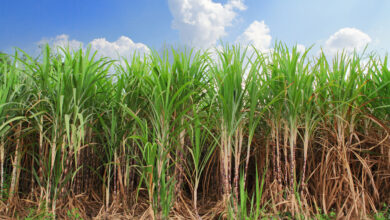 Photo of Como fertilizar a cana-de-açúcar – Dicas para alimentar as usinas