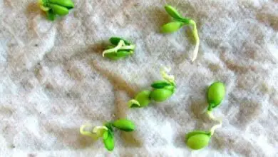 Photo of Como germinar as sementes