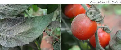 Photo of Como identificar e deter as pragas do tomate em seus rastros