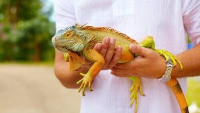 Photo of Como manter as iguanas fora do jardim