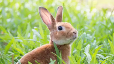 Photo of Como manter os coelhos fora dos jardins