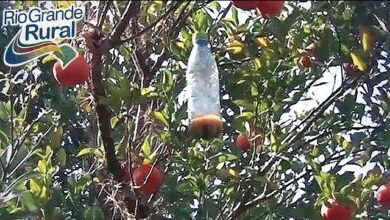 Photo of Como matar a mosca manchada e salvar suas árvores frutíferas