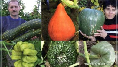 Photo of Como mudar as abóboras verdes para laranja depois de a videira da abóbora morrer