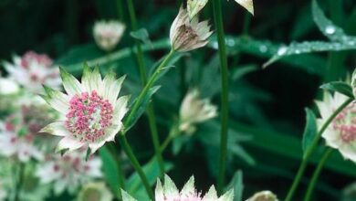 Photo of Como o plantio da Astrantia major ou Astrance