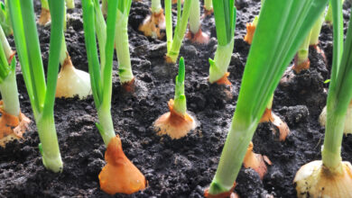 Photo of Como plantar cebolas de primavera em casa