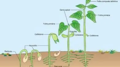 Photo of Como plantar feijão arbusto – Como cultivar feijão arbusto