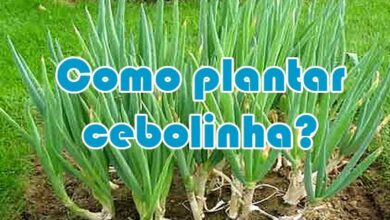 Photo of Como plantar o cebolinho – Como cultivar o cebolinho no seu jardim