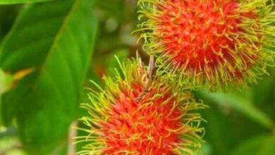 Photo of Como plantar rambutan no jardim?