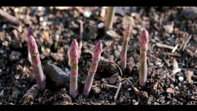 Photo of Como plantar sementes de espargos – Como cultivar espargos a partir de sementes?