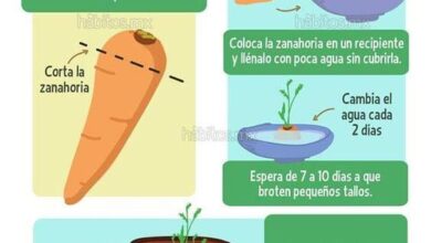 Photo of Como plantas de casa para comida e água