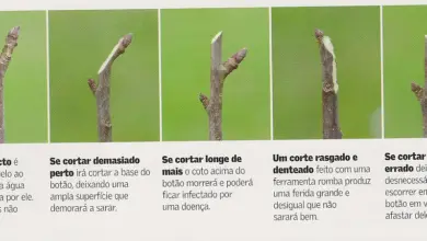 Photo of Como podar árvores