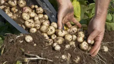 Photo of Como podar batatas-semente – Devo podar batatas-semente?