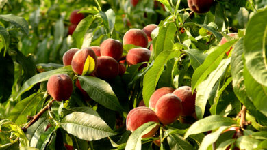 Photo of Como preparar árvores frutíferas para o início do inverno