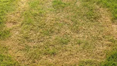 Photo of Como prevenir fungos em um gramado