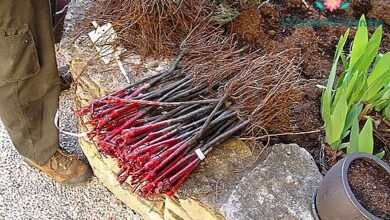 Photo of Como propagar plantas a partir de estacas de caule e poupar muito dinheiro