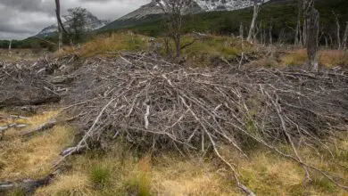 Photo of Como proteger as árvores dos danos causados pelos castores
