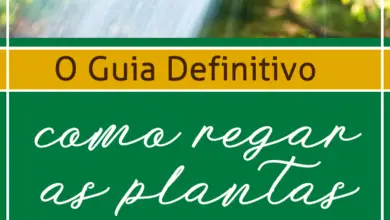 Photo of Como regar bem as plantas