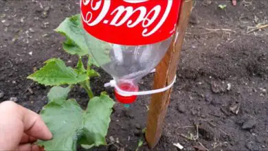 Photo of Como se faz uma cama de sementes em uma garrafa de plástico?
