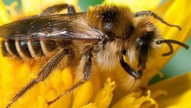 Photo of Como se livrar das abelhas no seu jardim sem as matar…