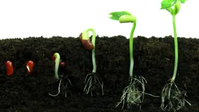 Photo of Como se planta os feijões para que sejam um sucesso?