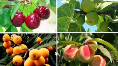 Photo of Como se preparar para plantar árvores frutíferas e arbustos