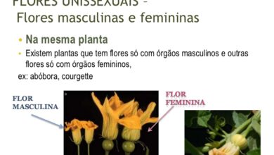 Photo of Como uma flor feminina e uma flor masculina se parecem numa planta de abóbora.