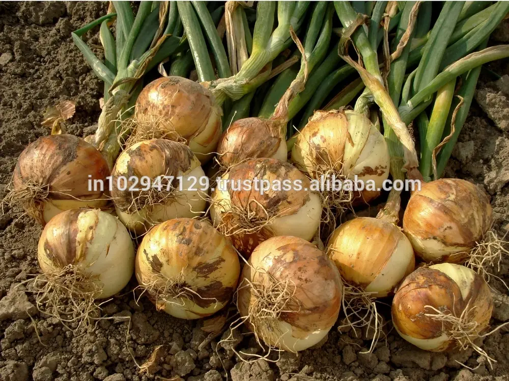 Photo of Composto com resíduos de cebola para plantas