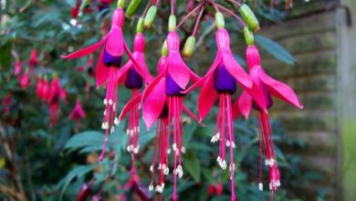 Photo of Conheça as flores de Veigelia em flor e os seus cuidados