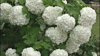 Photo of Conheça as lindas flores de Viburnum opulus ou Snowball