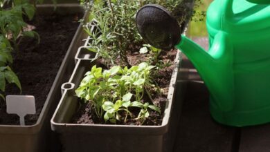 Photo of Consegues cultivar plantas domésticas juntas