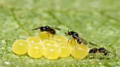 Photo of Controle biológico dos besouros: como manter os feijões verdes verdes naturalmente