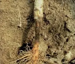 Photo of Controle da podridão da raiz do algodão: tratamento da podridão da raiz da cenoura e da podridão da raiz do algodão